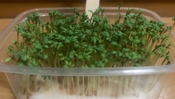 Microgreens - mladé výhonky zeleniny