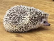 Edukativní program - ježek 