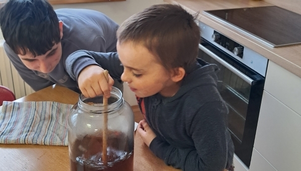 Pěstování kombuchy