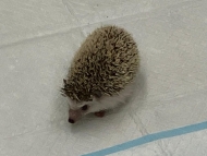 Ježek 9