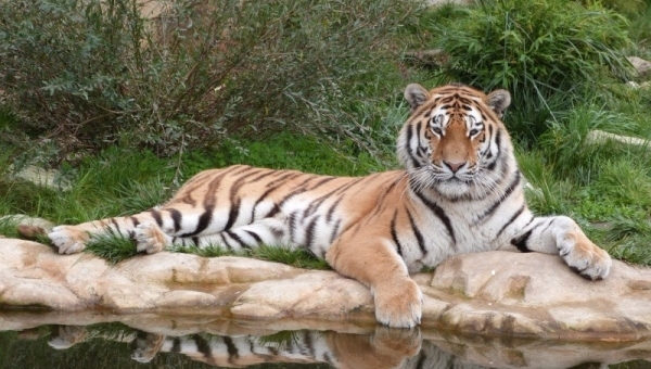 Družinový výlet ZOO Hluboká 4. 6.