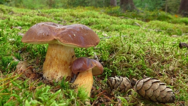 Návštěva výstavy Hřibovité houby v jižních Čechách