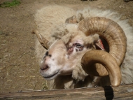 V Zoo Jihlava