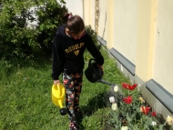 zalévání tulipánů
